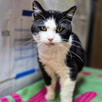 Rescue Domestic Short Hair Cats for Adoption in Byron Center, Michigan - Alfalfa | PetCurious