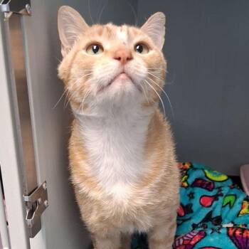 Lake -  Domestic Short Hair Cat for Adoption in Kingman, Arizona - Lake | PetCurious
