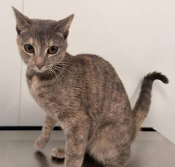 Nessa -  Domestic Short Hair Cat for Adoption - Nessa | PetCurious