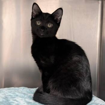 Checkers -  Domestic Short Hair Cat for Adoption in Spokane, Washington - Checkers | PetCurious