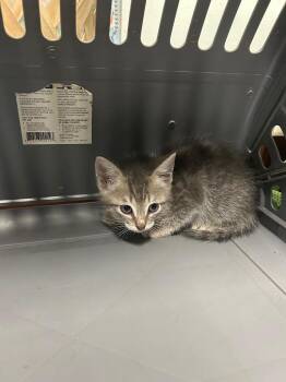 Domestic Short Hair Cats Available for Adoption in Gautier, Mississippi - Burrito | PetCurious