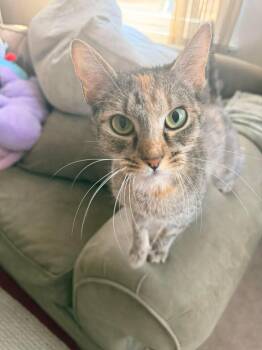 Domestic Short Hair Cats Available for Adoption in Holbrook, New York - POOKIE | PetCurious