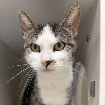 Moon -  Domestic Short Hair Cat for Adoption in Columbia, Illinois - Moon | PetCurious