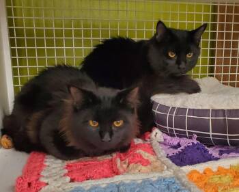 Domestic Long Hair Cats Available for Adoption in Dallas, Texas - Prince Prairie 0471 | PetCurious