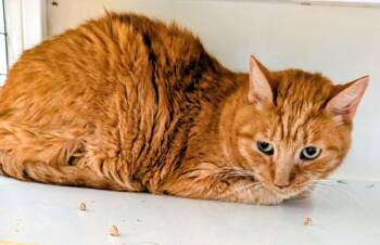 Mystery -  Domestic Medium Hair Cat for Adoption in St. Augustine, Florida - Mystery | PetCurious