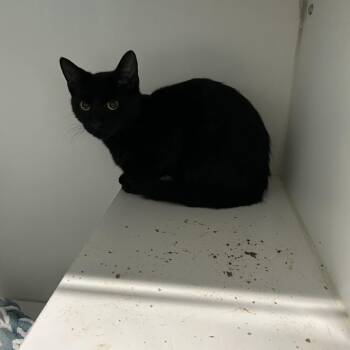 Fidget -  Domestic Short Hair Cat for Adoption in Dearborn, Michigan - Fidget | PetCurious
