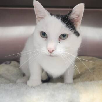 Leroy -  Domestic Short Hair Cat for Adoption in Fort Wayne, Indiana - Leroy | PetCurious