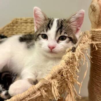 Pinkalicious -  Domestic Short Hair Cat for Adoption in Walnut Creek, California - Pinkalicious | PetCurious