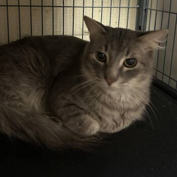 Domestic Short Hair Cats Available for Adoption - JERRY | PetCurious