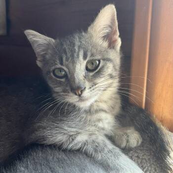 Teddy -  Domestic Short Hair Cat for Adoption in Santa Rosa, California - Teddy | PetCurious