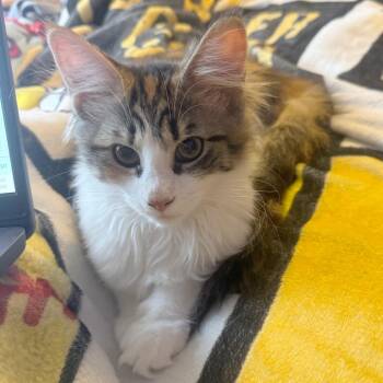 Domestic Long Hair Cats Available for Adoption in Medina, Ohio - Mal | PetCurious