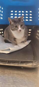 Bunz -  Domestic Short Hair Cat Available for Adoption in West Chester, Pennsylvania - Bunz | PetCurious