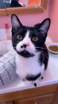 Rescue Domestic Short Hair Cats for Adoption in Reynoldsburg, Ohio - Dita | PetCurious