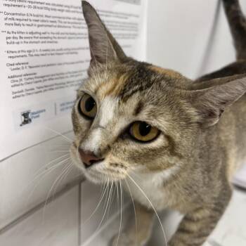 Burned Jasmine -  Domestic Short Hair Cat for Adoption in St. Louis, Missouri - Burned Jasmine | PetCurious