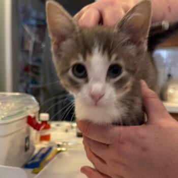 Domestic Short Hair Cats Available for Adoption in League City, Texas - August Renoir | PetCurious