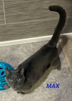 Russian Blue Cats Available for Adoption - Max-now In Foster Care | PetCurious