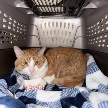 Chance -  Domestic Short Hair Cat for Adoption - Chance | PetCurious