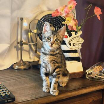 Tabby Cats Available for Adoption in Woodinville, Washington - Floki | PetCurious