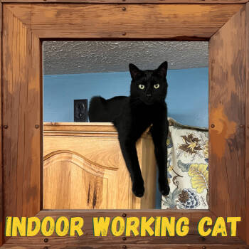 Rescue Domestic Short Hair Cats for Adoption in Greenfield, Indiana - Pennywise / Circle K | PetCurious