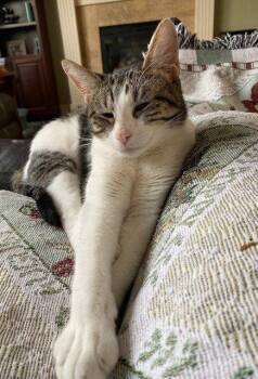 Domestic Short Hair Cats Available for Adoption in Lenexa, Kansas - Francine | PetCurious