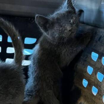 Pringles -  Domestic Short Hair Cat for Adoption in Kingman, Arizona - Pringles | PetCurious