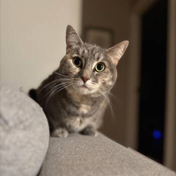 Rescue Domestic Short Hair Cats for Adoption in Calgary, Alberta - Lona | PetCurious