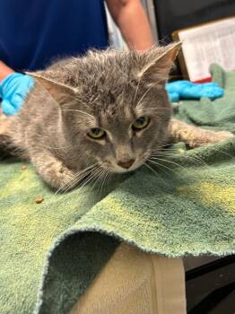 Armor -  Domestic Medium Hair Cat for Adoption in Detroit, Michigan - Armor | PetCurious