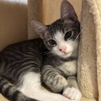 Rescue Domestic Short Hair Cats for Adoption in Rochester, Washington - Earl | PetCurious