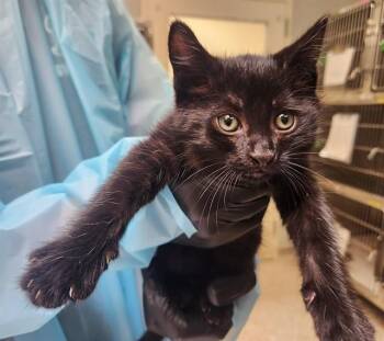 OSCAR -  Domestic Short Hair Cat for Adoption in Colorado Springs, Colorado - OSCAR | PetCurious