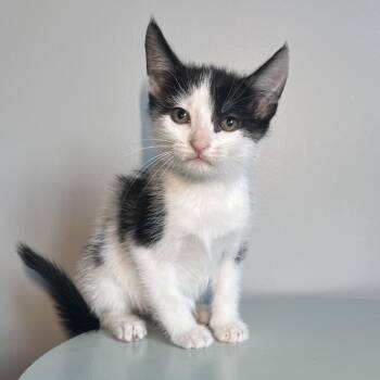 Domestic Short Hair Cats Available for Adoption in Brownsboro, Alabama - Licorice | PetCurious