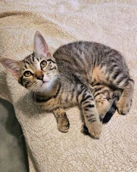 Marigold -  Tabby Cat for Adoption in Gulfport, Mississippi - Marigold | PetCurious