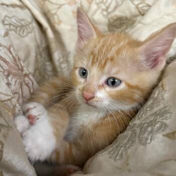 Chaz -  Domestic Short Hair Cat for Adoption in Manhattan, Kansas - Chaz | PetCurious