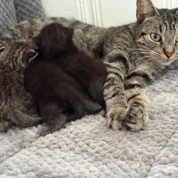 Rescue Domestic Short Hair Cats for Adoption in Monroe, Michigan - Cameron | PetCurious