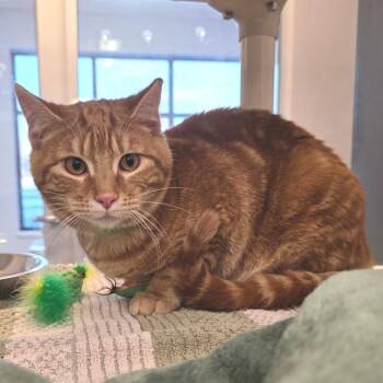 Domestic Short Hair Cats Available for Adoption - Morris | PetCurious