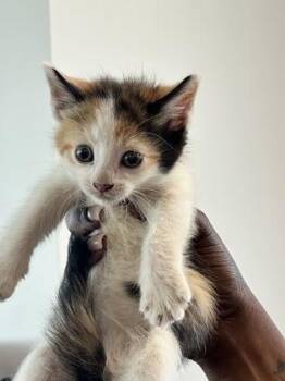 Menace -  Domestic Short Hair Cat for Adoption in West Chester, Pennsylvania - Menace | PetCurious