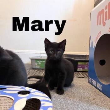 Mary -  Domestic Short Hair Cat for Adoption in Danbury, Connecticut - Mary | PetCurious