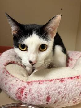 2026-28b Misturry (mom) -  Domestic Short Hair Cat for Adoption in Windsor, Connecticut - 2026-28b Misturry (mom) | PetCurious