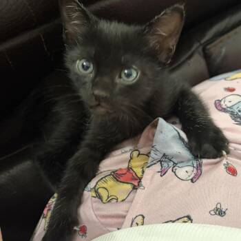 Jimson -  American Shorthair Cat for Adoption in Liverpool, Texas - Jimson | PetCurious