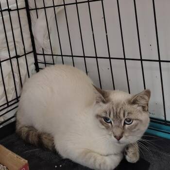 Pakku -  Siamese Cat for Adoption in Coos Bay, Oregon - Pakku | PetCurious