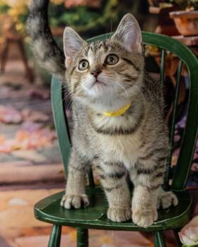 Raja -  Domestic Short Hair Cat Available for Adoption in Lapeer, Michigan - Raja | PetCurious