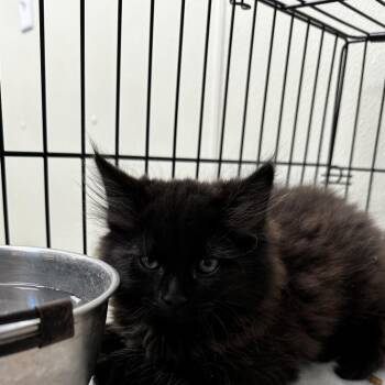 Fluffernutter -  Domestic Medium Hair Cat for Adoption in Galax, Virginia - Fluffernutter | PetCurious