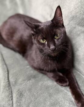 Cinder -  Domestic Short Hair Cat for Adoption in Gary, Indiana - Cinder | PetCurious