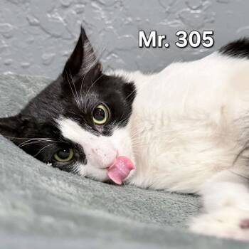 Mr. 305 -  Domestic Medium Hair Cat for Adoption in Phoenix, Arizona - Mr. 305 | PetCurious