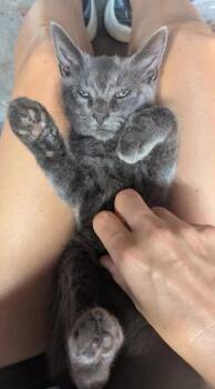 Gandalf -  Domestic Short Hair Cat for Adoption in South Euclid, Ohio - Gandalf | PetCurious