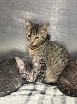Klaus -  Domestic Short Hair Cat for Adoption in Fort Worth, Texas - Klaus | PetCurious