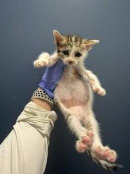 SNICKER -  Domestic Short Hair Cat for Adoption in Doral, Florida - SNICKER | PetCurious