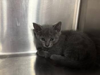 ADRIANNA -  Domestic Short Hair Cat for Adoption in Thousand Palms, California - ADRIANNA | PetCurious