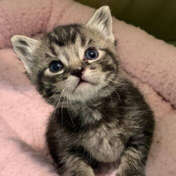 Zipper -  Domestic Short Hair Cat for Adoption in Keizer, Oregon - Zipper | PetCurious