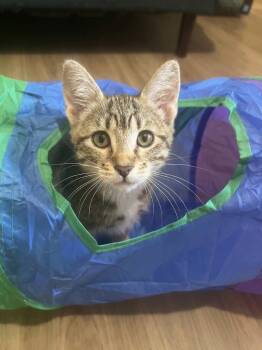 Butternut -  Domestic Short Hair Cat for Adoption in Vashon, Washington - Butternut | PetCurious