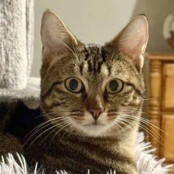 Rescue Domestic Short Hair Cats for Adoption in Atlanta, Georgia - Tinsley | PetCurious